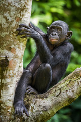 The close-up portrait of juvenile Bonobo ( Pan paniscus) on the tree in natural habitat. Green natural background.