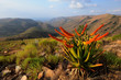 Blooming aloes in the mountains