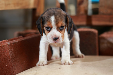 Beagle puppy sit and play on wood chair