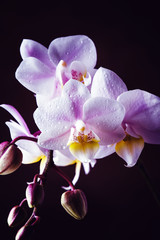  Lilac orchid, vintage wooden background, selective focus