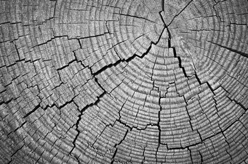 Wood texture. Lining boards wall. Wooden background. pattern. Showing growth rings