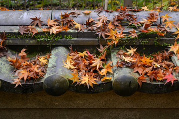 Wall Mural - Maple leaves on the wall, Nara, Japan