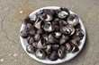 静岡県賀茂郡東伊豆町稲取の志津摩にて漁師さんが採取したシッタカです。シンプルに塩茹でがおすすめです。