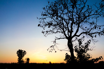 Wall Mural - magical sunrise sky with winter silhouette tree nature backgroun