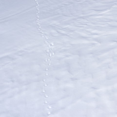  wolf tracks in the snow