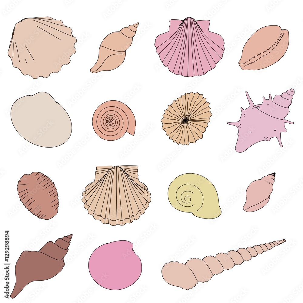 2d cartoon illustration of shells set Stock Illustration | Adobe Stock