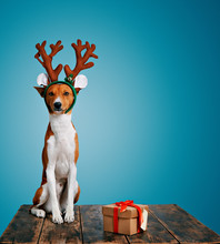 Serious Cute Little Dog Wearing Reindeer Antlers Sits Next To A Present Wrapped In Craft Paper With Red Bow Isolated On Blue