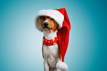 Close Up Portrait Of Funny Beautiful Dog Wearing Oversized Big Christmas Santa Hat Looking On Camera, Isolated On Winter Blue Background