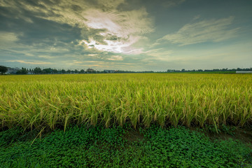 Wall Mural - Rice field at sunset time