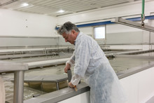 Man Turning Fresh Cheese Loafs In Brim Working At Food Factory