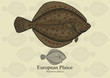 European Plaice. Vector illustration for artwork in small sizes. Suitable for graphic and packaging design, educational examples, web, etc. 