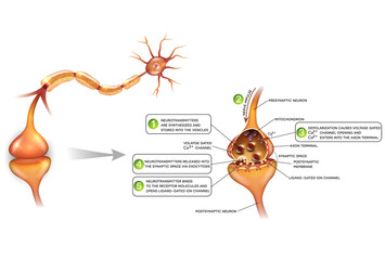 Wall Mural - Neurons and closeup of synapse detailed anatomy, beautiful colorful illustration. Neuron passes signal to another neuron. 