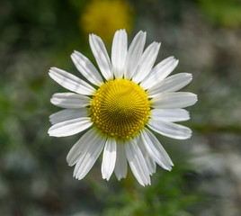 Sticker - Chamomile flower (Matricaria chamomilla)