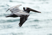 Brown Pelican Soaring Over Ocean