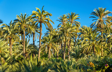 Sticker - Palmeral of Elche, Spain. UNESCO heritage site