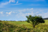 Fototapeta  - Amazing scene with alone tree, mountain slope and grazing cows, Armenia