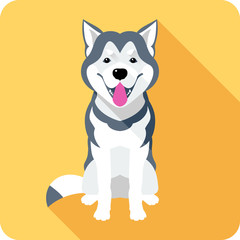 Wall Mural - Vector dog Alaskan Malamute breed sitting icon flat design