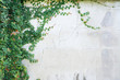 © prakasitlalao - Ivy green with leaf on concrete white background