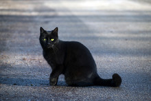 Black Cat Sits On The Street And Looks With Her Green-yellow Eyes To The Camera