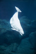 beluga whale diving