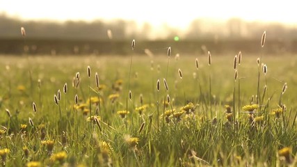 pretty meadow at sunset in the british countryside
