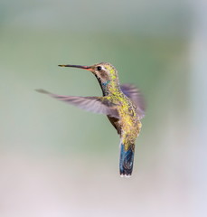 Wall Mural - Broad Billed Hummingbird. Using different backgrounds the bird becomes more interesting and blends with the colors. These birds are native to Mexico and brighten up most gardens where flowers bloom.