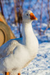 Белые домашние гуси зимним днём