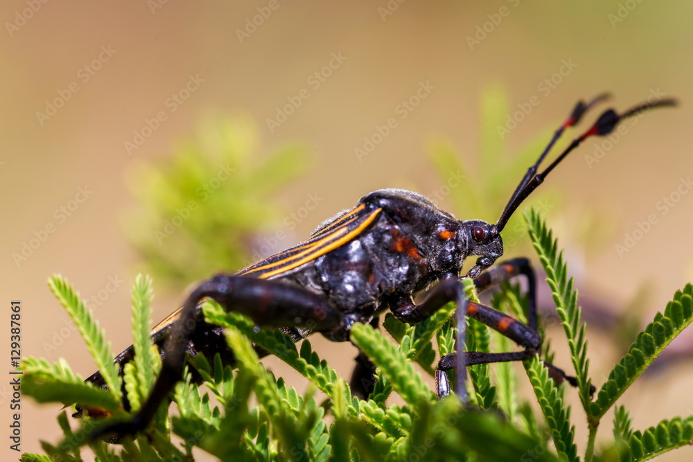 Deadly kissing bug Mexico. Blood sucker, infection is known as Chagas ...