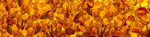 Panoramic Closeup Baltic Amber Stones Rectangular Lie On A Flat Surface