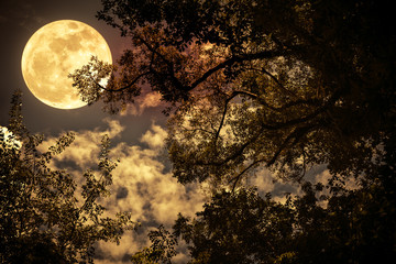 silhouette of the branches of trees against the night sky