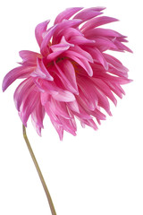 Wall Mural - dahlia
