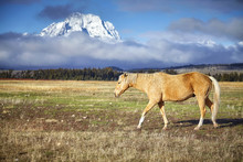 Grazing Horse In The Grand Teton National Park, Wyoming, USA