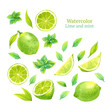 Watercolor vector lime and mint