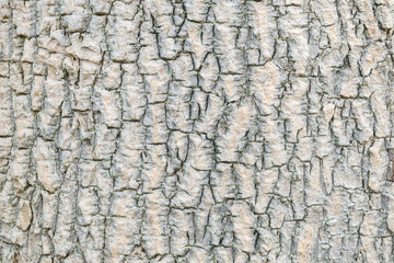 Closeup surface wood pattern at old cracked skin of trunk of tree textured background