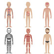 © Graphicroyalty - Illustration of the human body systems