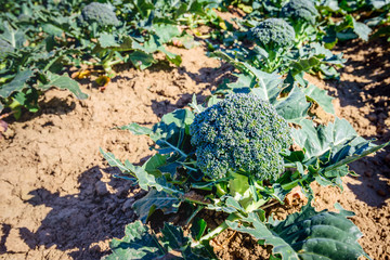 Wall Mural - Harvest ripe organically grown broccoli in a sunny field