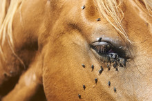 Close Up Of Brown Horse Head Tortured By Flies In Summer. Blue Sky Background

