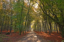 Sunrays Of Light In Autumn Forest With Path And Trees With Colourful Leaves.