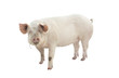 pig animal isolated on white