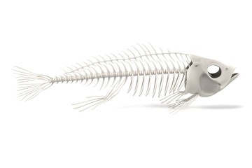 Wall Mural - realistic 3d render of fish skeleton