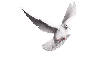 Wall Mural - white dove flying on  background for freedom concept in clipping path,international day of peace 2017