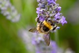 Fototapeta Lawenda - Lavender Bee