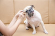 Cute pug dog with ear picking for cleaning from owner