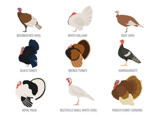 Poultry farming. Turkey breeds icon set. Flat design