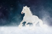 White Shire Horse Stallion Runs Gallop Over Star Sky Background