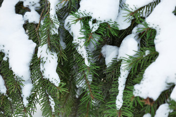 Poster - Beautiful fir tree covered with snow, close up view