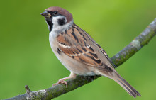 Eurasian Tree Sparrow Posing For A Portrait