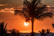 Tropical island sunset with palm tree silhouettes and red sky