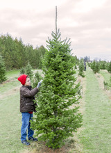 Boy Inspecting A Christmas Tree On A Farm, Looking For The Perfe