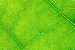 © phanthit malisuwan - Leaf texture, leaf background for design with copy space for text and image.